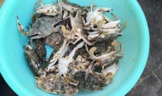 青岛螃蟹多少钱一斤 现在青岛城阳区的螃蟹多少钱一斤啊,半斤左右一个的